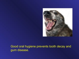 Good oral hygiene prevents tooth decay and
gum disease.
 