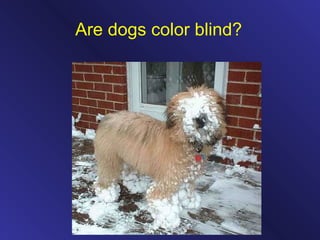Are dogs color blind?
 