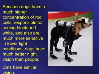 Because dogs have a
much higher
concentration of rod
cells, responsible for
seeing black-and-
white, and also are
much more sensitive
in lower light
conditions, dogs have
much better night
vision than people.
Cats have similar
 