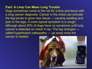 Fact: A Limp Can Mean Lung Trouble
Dogs sometimes come to the vet for a limp and leave with
a lung cancer diagnosis. Cancer in the chest can activate
the leg bones to grow new tissue — causing swelling and
pain in the legs. A more typical symptom is a cough,
although about 25% of dogs have no symptoms until lung
cancer is detected on chest X-ray. The leg changes —
called hypertrophic osteopathy — go away once the
cancer is treated.
 