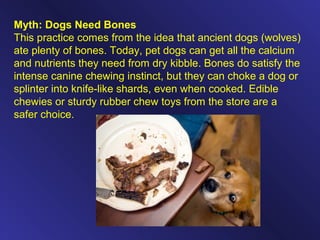 Myth: Dogs Need Bones
This practice comes from the idea that ancient dogs (wolves)
ate plenty of bones. Today, pet dogs can get all the calcium
and nutrients they need from dry kibble. Bones do satisfy the
intense canine chewing instinct, but they can choke a dog or
splinter into knife-like shards, even when cooked. Edible
chewies or sturdy rubber chew toys from the store are a
safer choice.
 