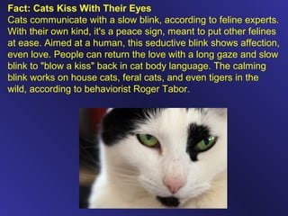 Fact: Cats Kiss With Their Eyes
Cats communicate with a slow blink, according to feline experts.
With their own kind, it's a peace sign, meant to put other felines
at ease. Aimed at a human, this seductive blink shows affection,
even love. People can return the love with a long gaze and slow
blink to "blow a kiss" back in cat body language. The calming
blink works on house cats, feral cats, and even tigers in the
wild, according to behaviorist Roger Tabor.
 