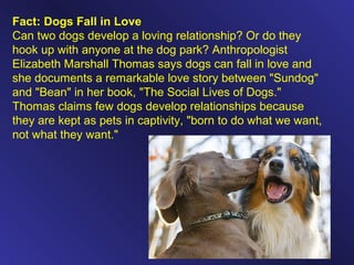 Fact: Dogs Fall in Love
Can two dogs develop a loving relationship? Or do they
hook up with anyone at the dog park? Anthropologist
Elizabeth Marshall Thomas says dogs can fall in love and
she documents a remarkable love story between "Sundog"
and "Bean" in her book, "The Social Lives of Dogs."
Thomas claims few dogs develop relationships because
they are kept as pets in captivity, "born to do what we want,
not what they want."
 