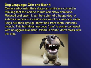 Dog Language: Grin and Bear It
Owners who insist their dogs can smile are correct in
thinking that the canine mouth can show emotions.
Relaxed and open, it can be a sign of a happy dog. A
submissive grin is a canine version of our nervous smile.
Dogs pull their lips up, show their front teeth, and may
crouch. This harmless, nervous "grin" is easily confused
with an aggressive snarl. When in doubt, don't mess with
the dog.
 