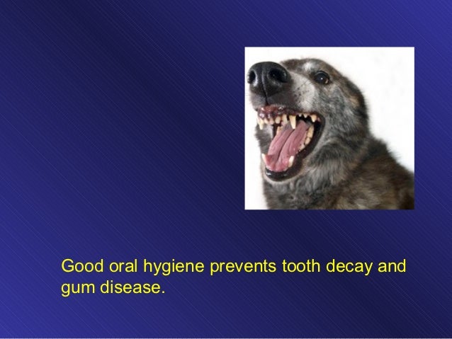 Dog Eating Dirt Kidney Failure Dog Eating Dirt Kidney Failure