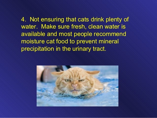 Can Dogs Andcats Make People Sick Can Dogs Andcats Make People Sick