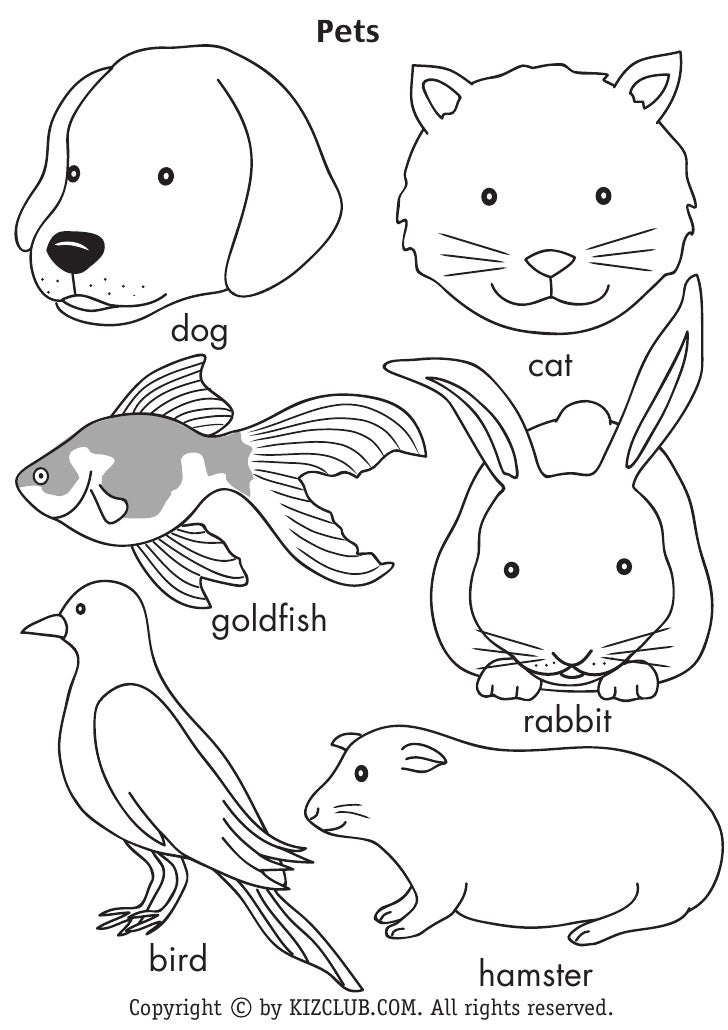 Pets