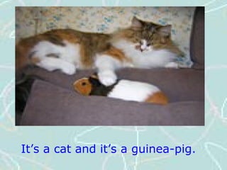 It’s a cat and it’s a guinea-pig.
 
