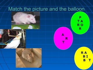 Match the picture and the balloonMatch the picture and the balloon
P
T A
R O
R
A
R
T
R A
B I
B T
 