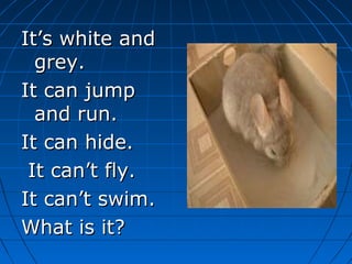 It’s white andIt’s white and
grey.grey.
It can jumpIt can jump
and run.and run.
It can hide.It can hide.
It can’t fly.It can’t fly.
It can’t swim.It can’t swim.
What is it?What is it?
 
