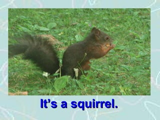 It’s a squirrel.It’s a squirrel.
 