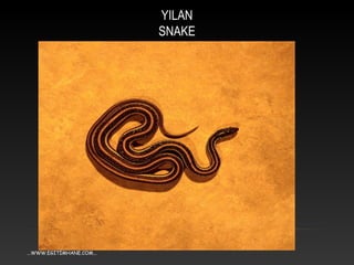 YILAN
SNAKE
...WWW.EGİTİMHANE.COM...
 