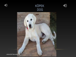 KÖPEK
DOG
...WWW.EGİTİMHANE.COM...
 