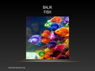 BALIK
FISH
...WWW.EGİTİMHANE.COM...
 