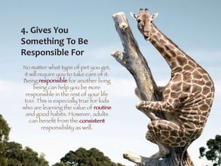 Pets by Eddie (Why everyone should have a pet)