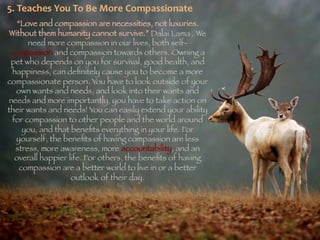 Pets by Eddie (Why everyone should have a pet)