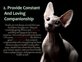 Pets by Eddie (Why everyone should have a pet)