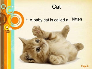 ESL Pets Vocabulary and Grammar Lesson | PPTX