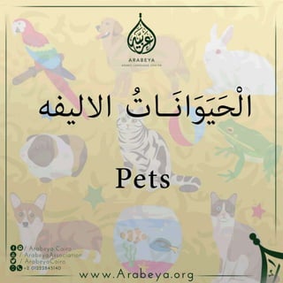 Pets in Arabic language الحيوانات الأليفة في اللغة العربية