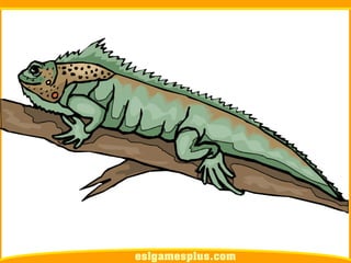 Flash Card Từ Vựng TOEIC Theo Chủ Để | Chủ đề Pets