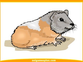 Flash Card Từ Vựng TOEIC Theo Chủ Để | Chủ đề Pets