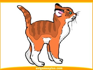 Flash Card Từ Vựng TOEIC Theo Chủ Để | Chủ đề Pets