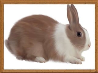 names of pets