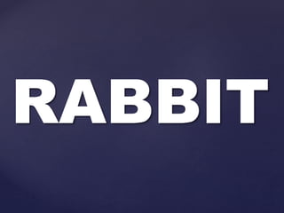 RABBIT
 