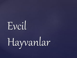 Evcil
Hayvanlar
 