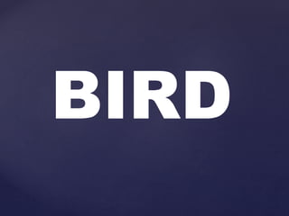 BIRD
 