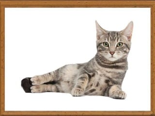 names of pets