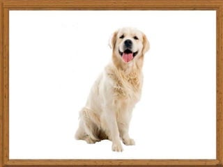 names of pets
