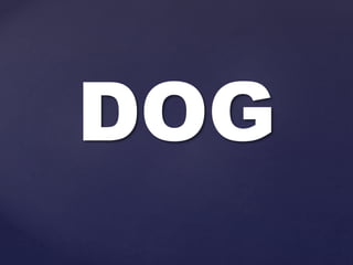 DOG
 