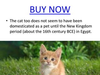 BUY NOW
• The cat too does not seem to have been
domesticated as a pet until the New Kingdom
period (about the 16th century BCE) in Egypt.
 
