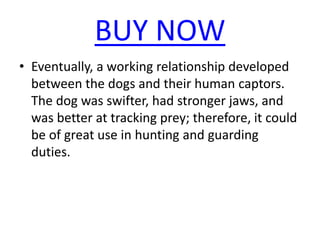 BUY NOW
• Eventually, a working relationship developed
between the dogs and their human captors.
The dog was swifter, had stronger jaws, and
was better at tracking prey; therefore, it could
be of great use in hunting and guarding
duties.
 