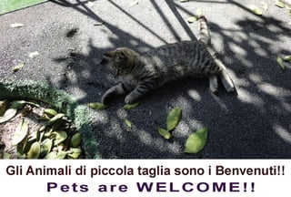 Pets.are.welcome.to.pompeii