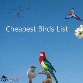 Cheapest Birds List
 
