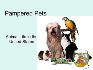 Pampered Pets Animal Life in the United States 