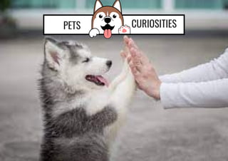 CURIOSITIES


PETS
 