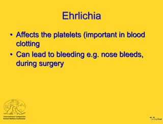 Ehrlichia
• Affects the platelets (important in blood
clotting
• Can lead to bleeding e.g. nose bleeds,
during surgery

 