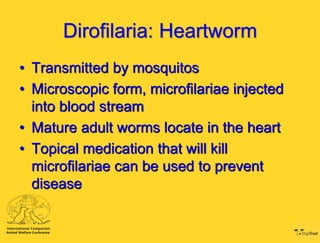Dirofilaria: Heartworm
• Transmitted by mosquitos
• Microscopic form, microfilariae injected
into blood stream
• Mature ad...