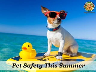 Pet Safety This Summer
 