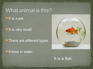 It is a pet.
It is very small.
There are different types.
It lives in water.
It is a fish.