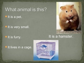 It is a pet.
It is very small.
It is furry.
It lives in a cage.
It is a hamster.
