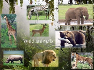 Pets and wild_animals