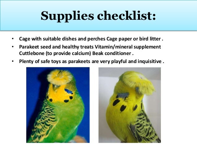 parakeet supplies