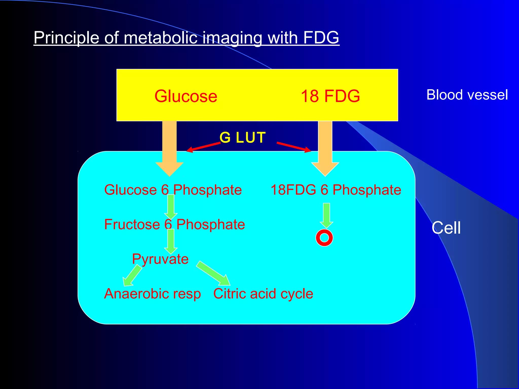 Principle of metabolic imaging with FDG
Glucose 18 FDG Blood vessel
Cell
Glucose 6 Phosphate 18FDG 6 Phosphate
Fructose 6 Phosphate
Pyruvate
Anaerobic resp Citric acid cycle
G LUT
 