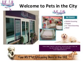 Welcome to Pets in the City 
 