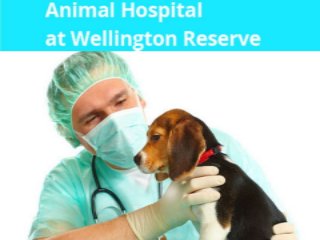 Perfect Pet Boarding Clinic in Wellington