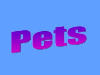 Pets 